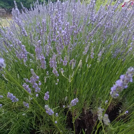 Daire Lavanda M