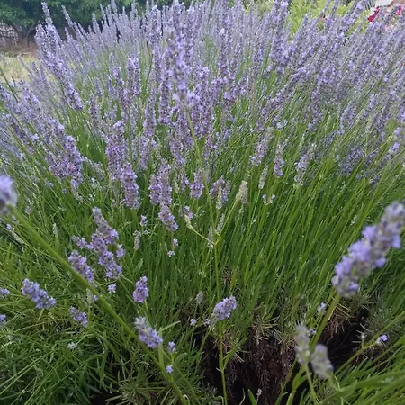 Apartment Lavanda M